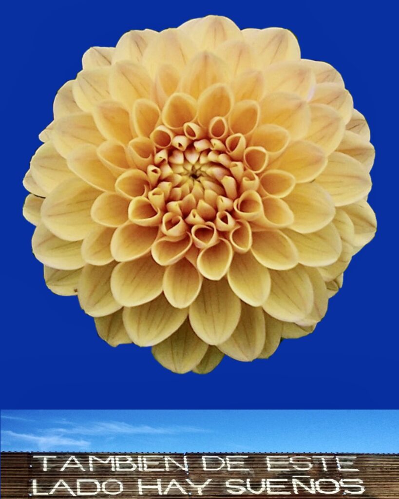 The Dahlia is the National flower of Mexico, it's fitting that it takes up so much space because my heritage is important to me as it influences everything I do. I was born and raised in Nevada, I made the background the same piercingly blue color as the state's flag and the two work together to inform the viewer of my upbringing. I incorporate an image of  the border wall between the US and Mexico with the inscription "ALSO ON THIS SIDE THERE ARE DREAMS," disclosing the journey my parent's took in pursuit of a better life and reminding me of how far we've come.